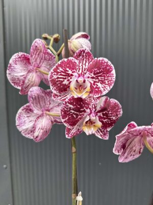 phalaenopsis chocolate | Storczyk