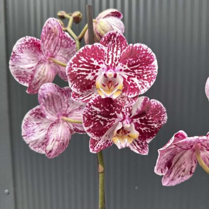 phalaenopsis chocolate | Storczyk