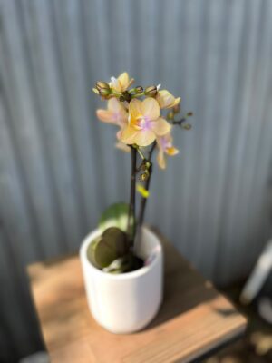Phalaenopsis Mineral (Scention) | Storczyk pachnący