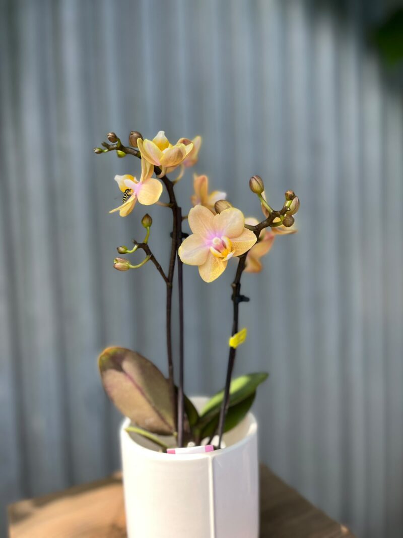 Phalaenopsis Mineral (Scention) | Storczyk pachnący