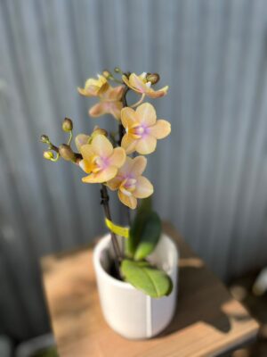 Phalaenopsis Mineral (Scention) | Storczyk pachnący
