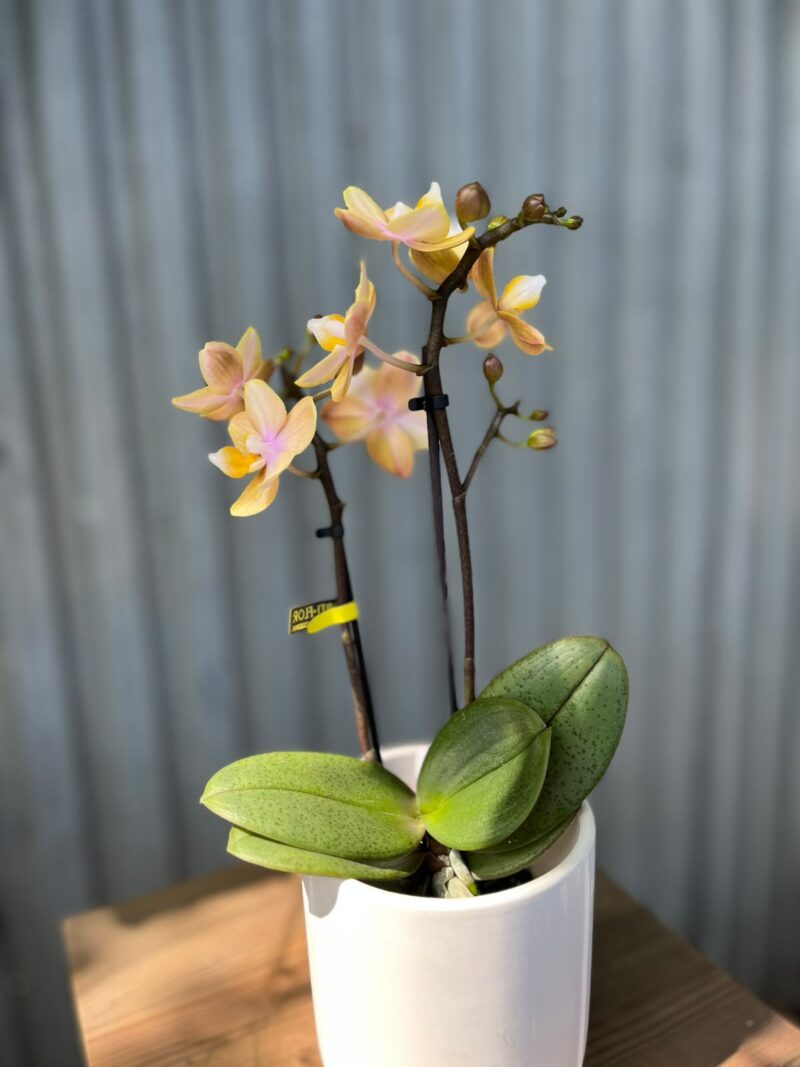 Phalaenopsis Mineral (Scention) | Storczyk pachnący