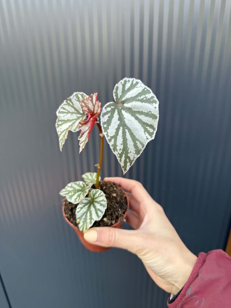 Begonia ‘Looking Glass’