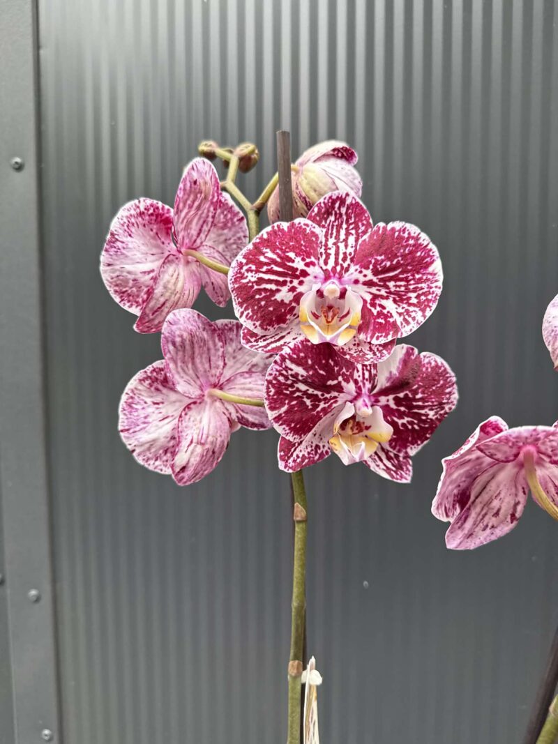 phalaenopsis chocolate | Storczyk