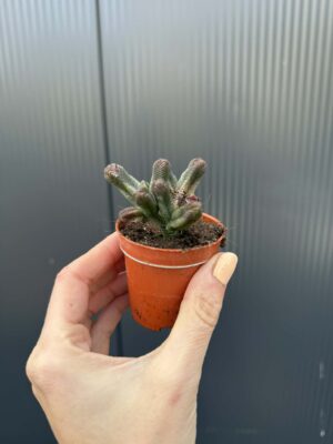 Crassula pyramidalis