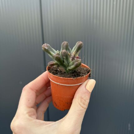 Crassula pyramidalis