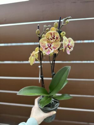 Phalaenopsis Peach big lip | Storczyk