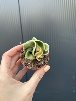 Hoya carnosa compacta ‘Variegata’