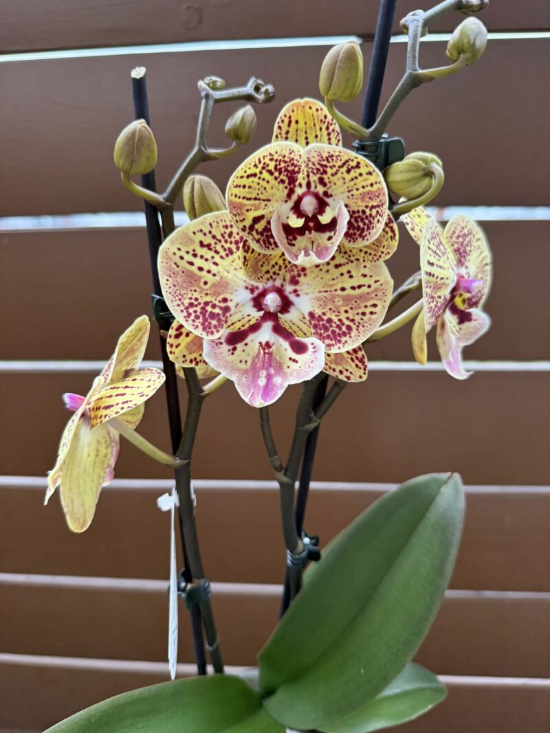 Phalaenopsis Peach big lip | Storczyk
