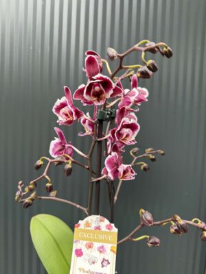 phalaenopsis miki little fox | Storczyk