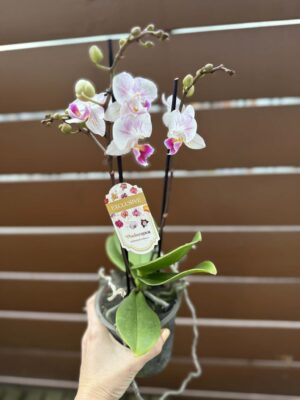 Phalaenopsis Limited 20 | Storczyk