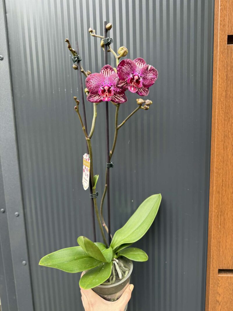 Phalaenopsis PH 404 | Storczyk