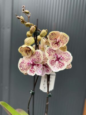 Phalaenopsis Limited 16 big lip | Storczyk