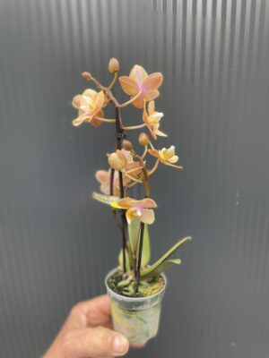 Phalaenopsis Mineral (Scention) | Storczyk pachnący