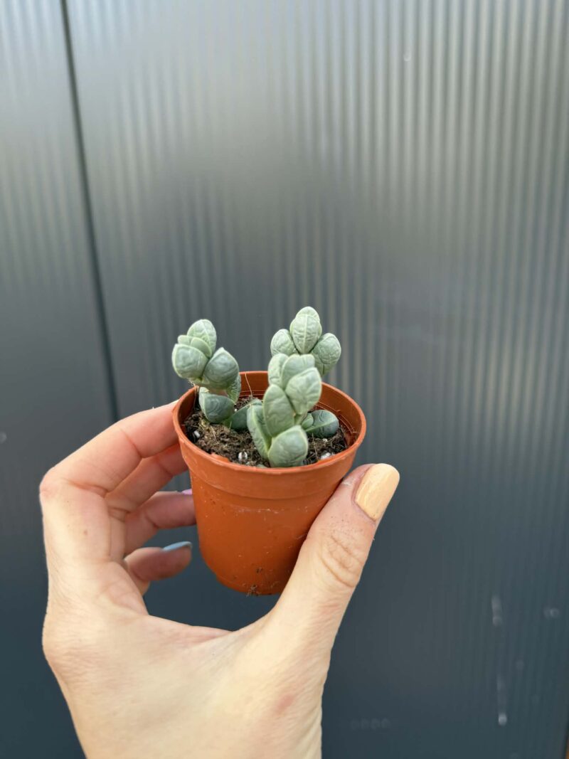 Delosperma lehmannii