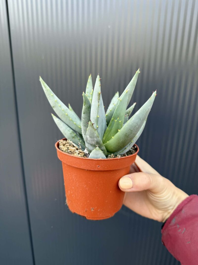 Aloe peglerae