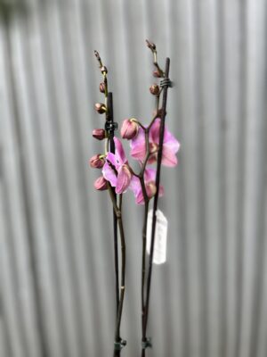 Phalaenopsis Cadillac Peloric | Storczyk