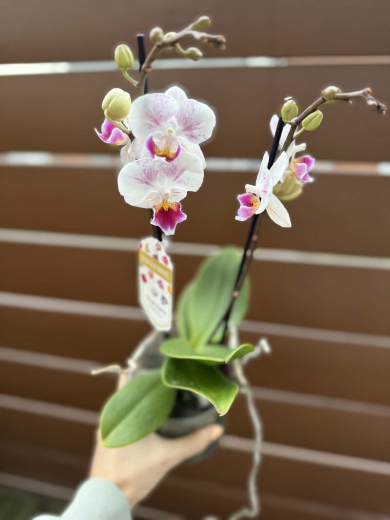 Phalaenopsis Limited 20 | Storczyk