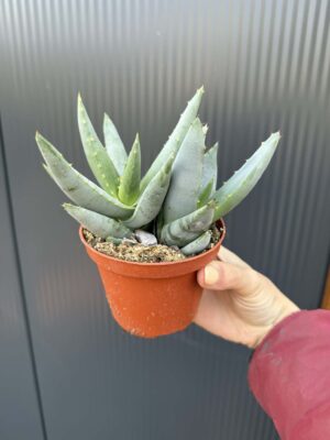 Aloe peglerae