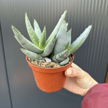 Aloe peglerae