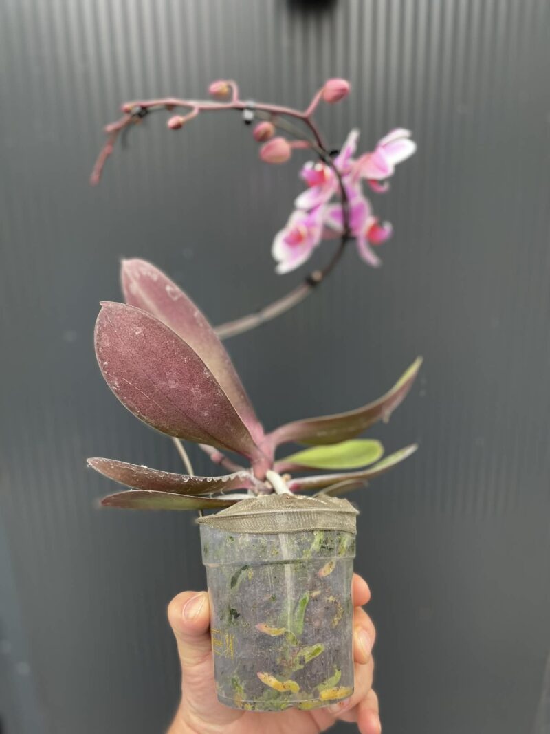 Phalaenopsis balletto Spinturn | Storczyk