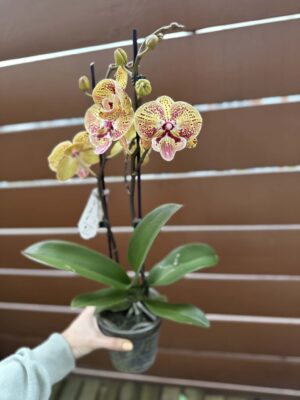 Phalaenopsis Peach big lip | Storczyk