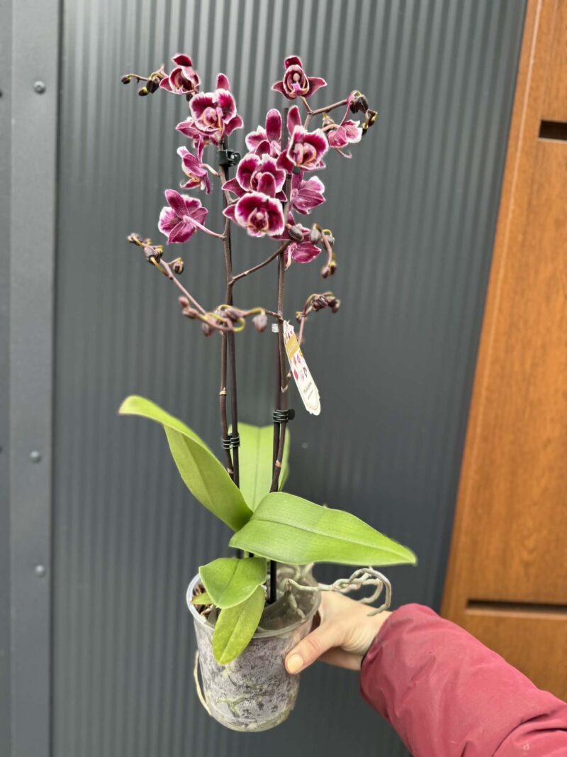 phalaenopsis miki little fox | Storczyk