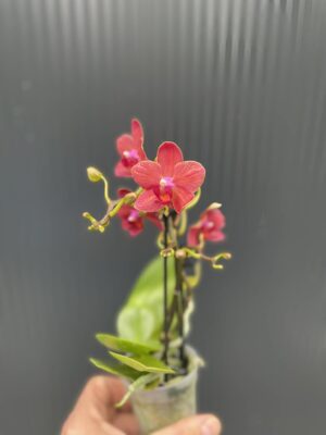 Phalaenopsis Congo | Storczyk