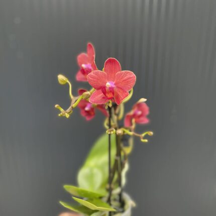 Phalaenopsis Congo | Storczyk