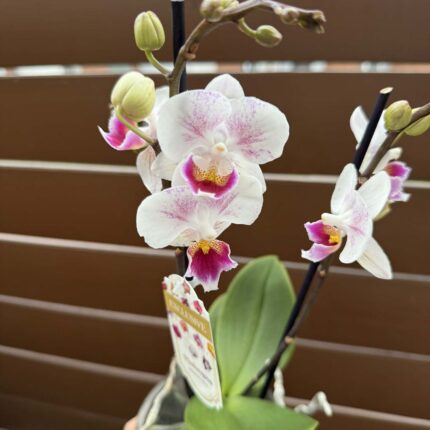 Phalaenopsis Limited 20 | Storczyk