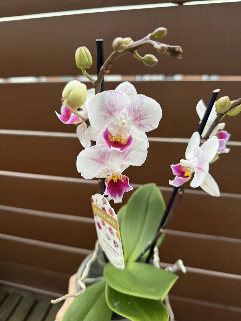 Phalaenopsis Limited 20 | Storczyk