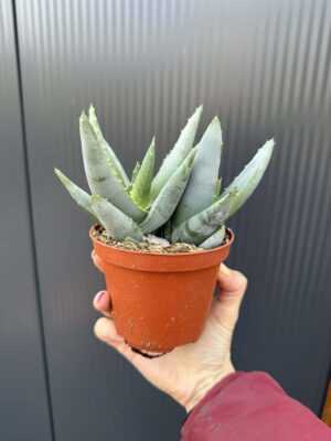 Aloe peglerae