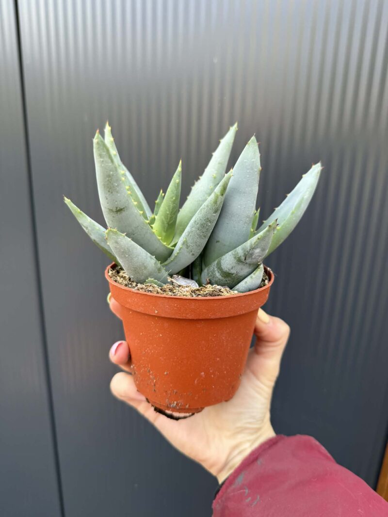 Aloe peglerae