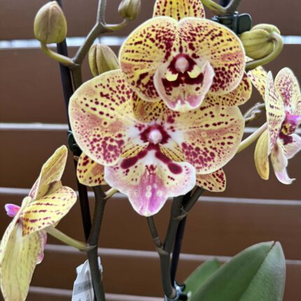 Phalaenopsis Peach big lip | Storczyk