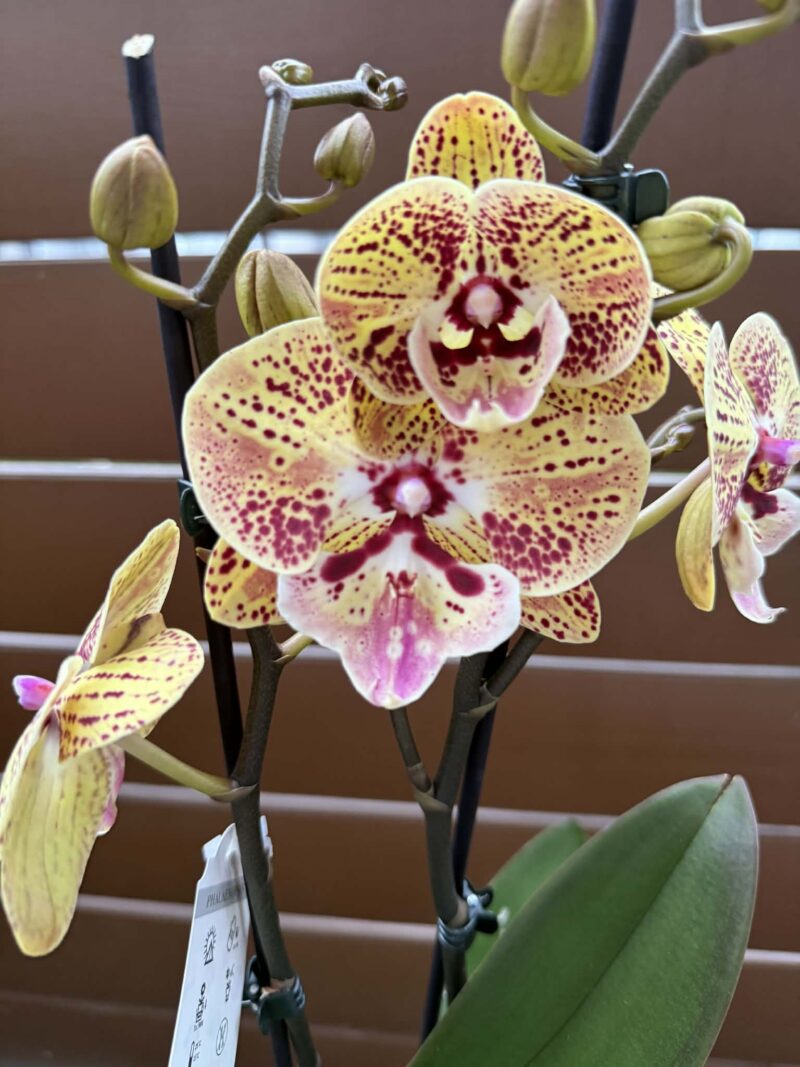 Phalaenopsis Peach big lip | Storczyk