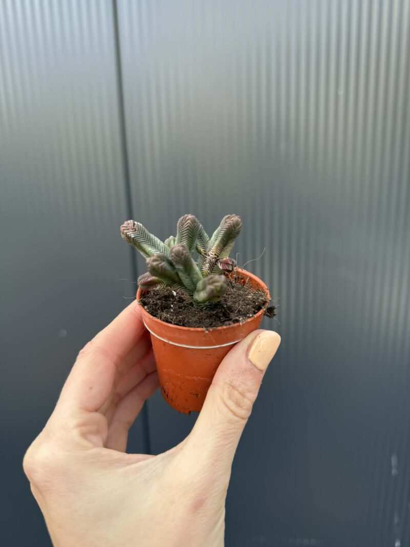 Crassula pyramidalis