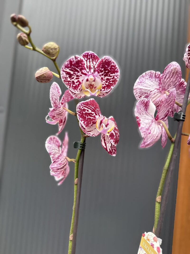 phalaenopsis chocolate | Storczyk