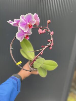 Phalaenopsis balletto Spinturn | Storczyk