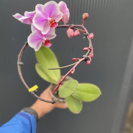 Phalaenopsis balletto Spinturn | Storczyk