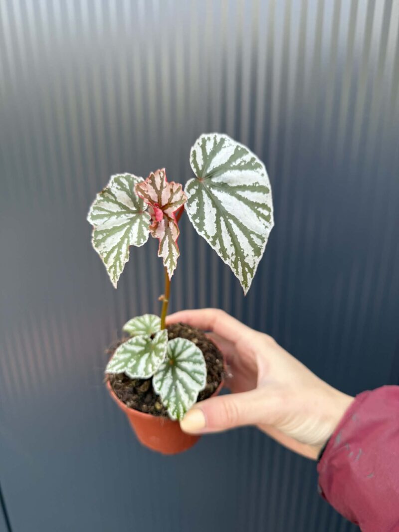 Begonia ‘Looking Glass’