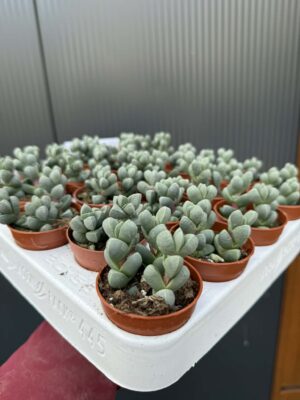 Delosperma lehmannii