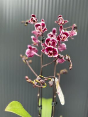 phalaenopsis miki little fox | Storczyk