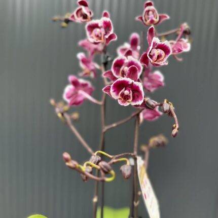 phalaenopsis miki little fox | Storczyk