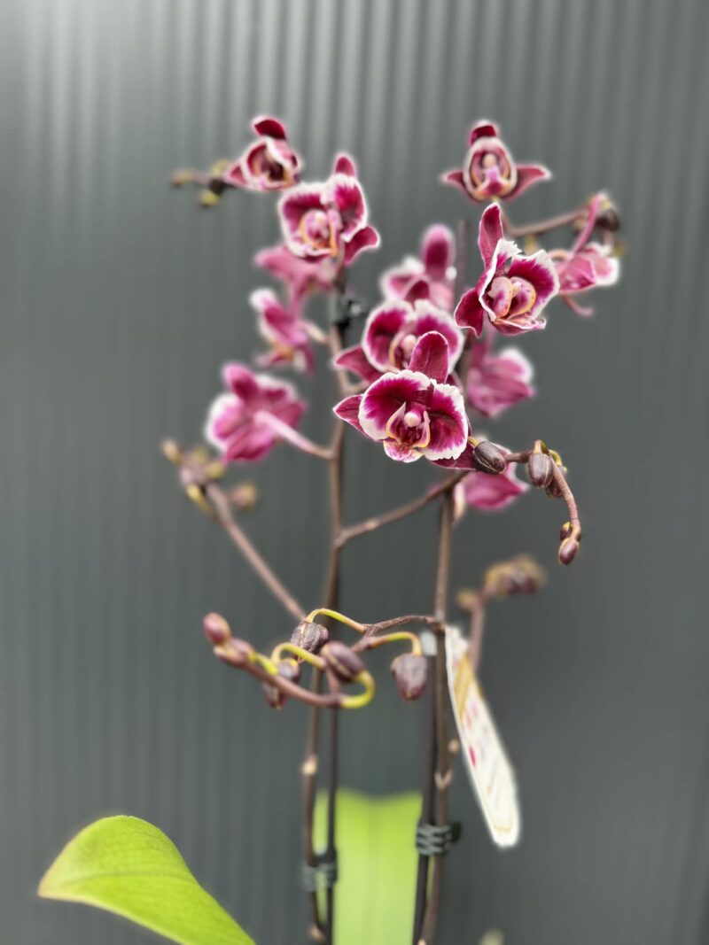 phalaenopsis miki little fox | Storczyk