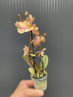 Phalaenopsis Mineral (Scention) | Storczyk pachnący