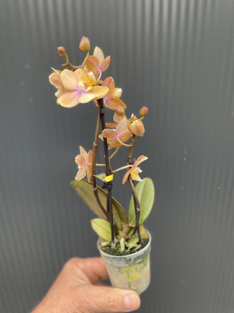 Phalaenopsis Mineral (Scention) | Storczyk pachnący