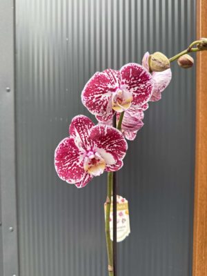 phalaenopsis chocolate | Storczyk