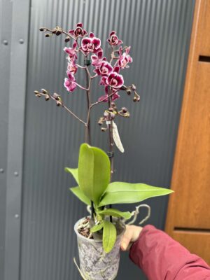 phalaenopsis miki little fox | Storczyk