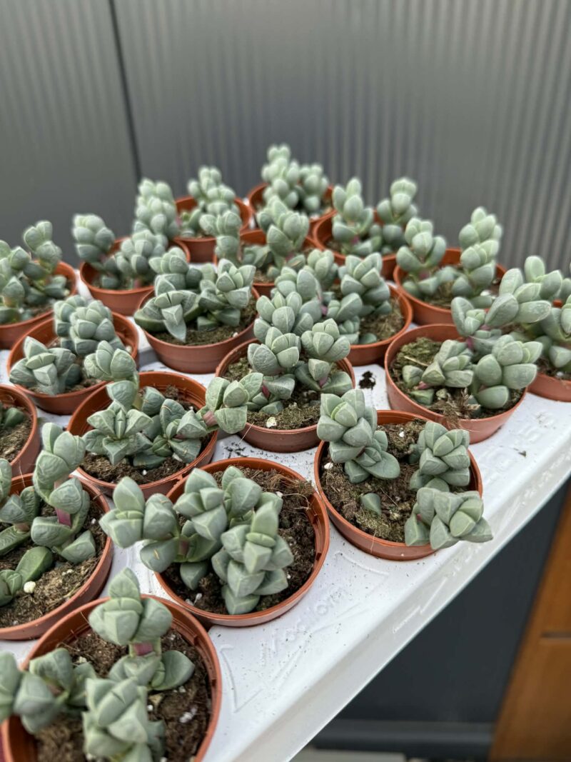 Delosperma lehmannii