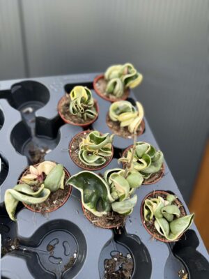 Hoya carnosa compacta ‘Variegata’